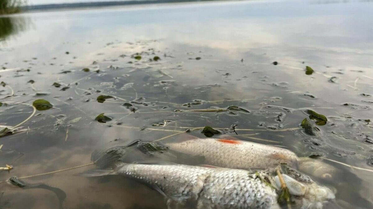 100 kg śniętych ryb na plaży w Lubczynie