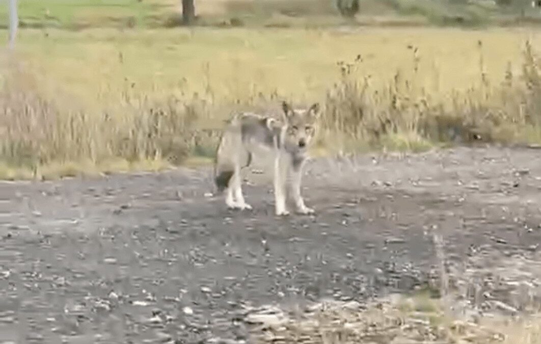 Wilk zaobserwowany w Żabówku gmina Nowogard [WIDEO]