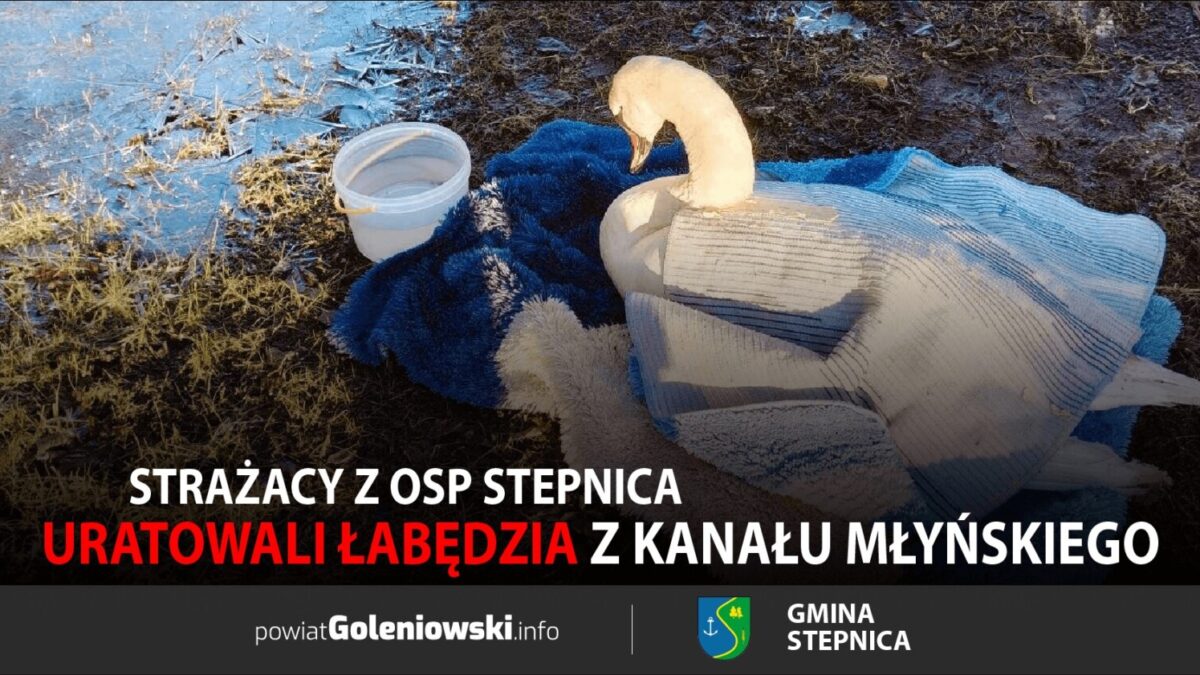 Strażacy z OSP Stepnica uratowali łabędzia z Kanału Młyńskiego