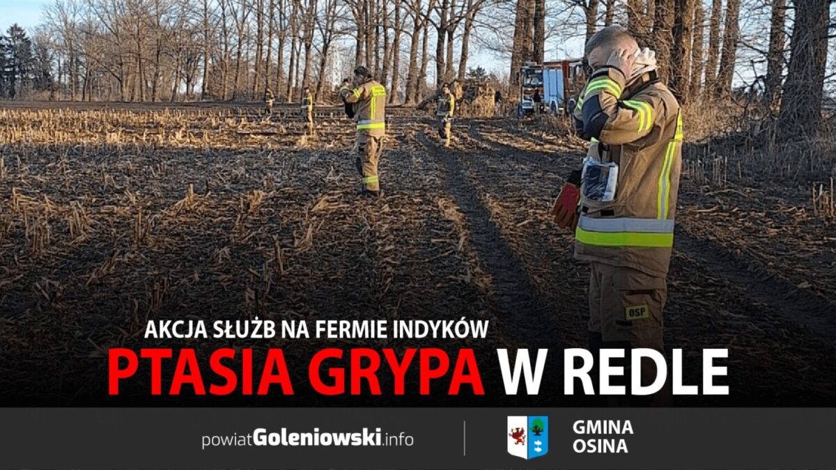 Ptasia grypa w Redle – akcja służb na fermie indyków