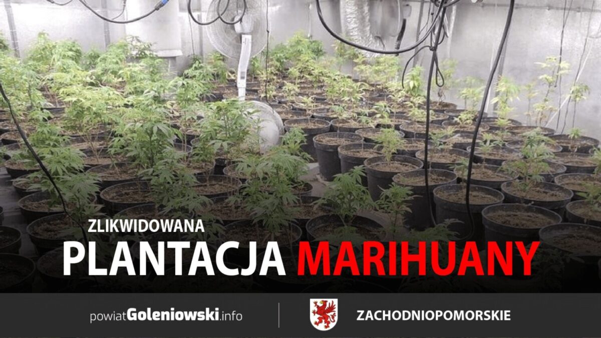 Plantacja marihuany zlikwidowana