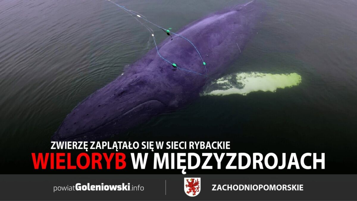 Wieloryb uwięziony przy plaży w Międzyzdrojach – trwa akcja ratunkowa