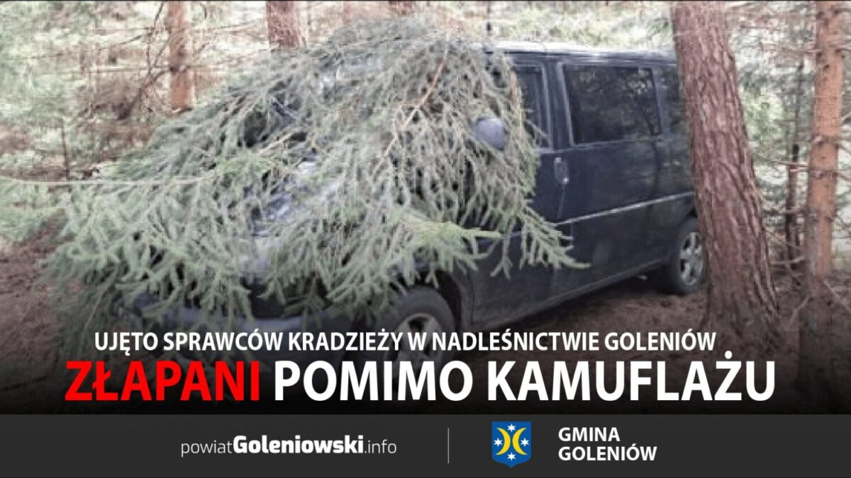 Ujęto sprawców kradzieży borówki czernicy w Nadleśnictwie Goleniów