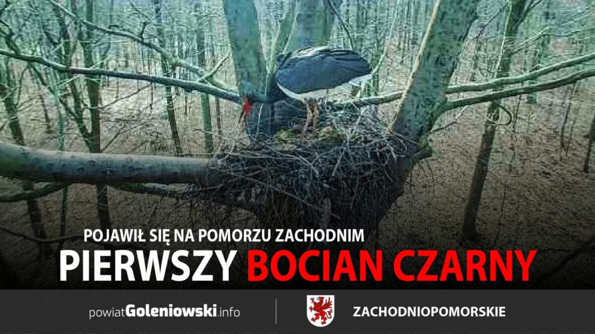 Pierwszy bocian czarny pojawił się na Pomorzu Zachodnim