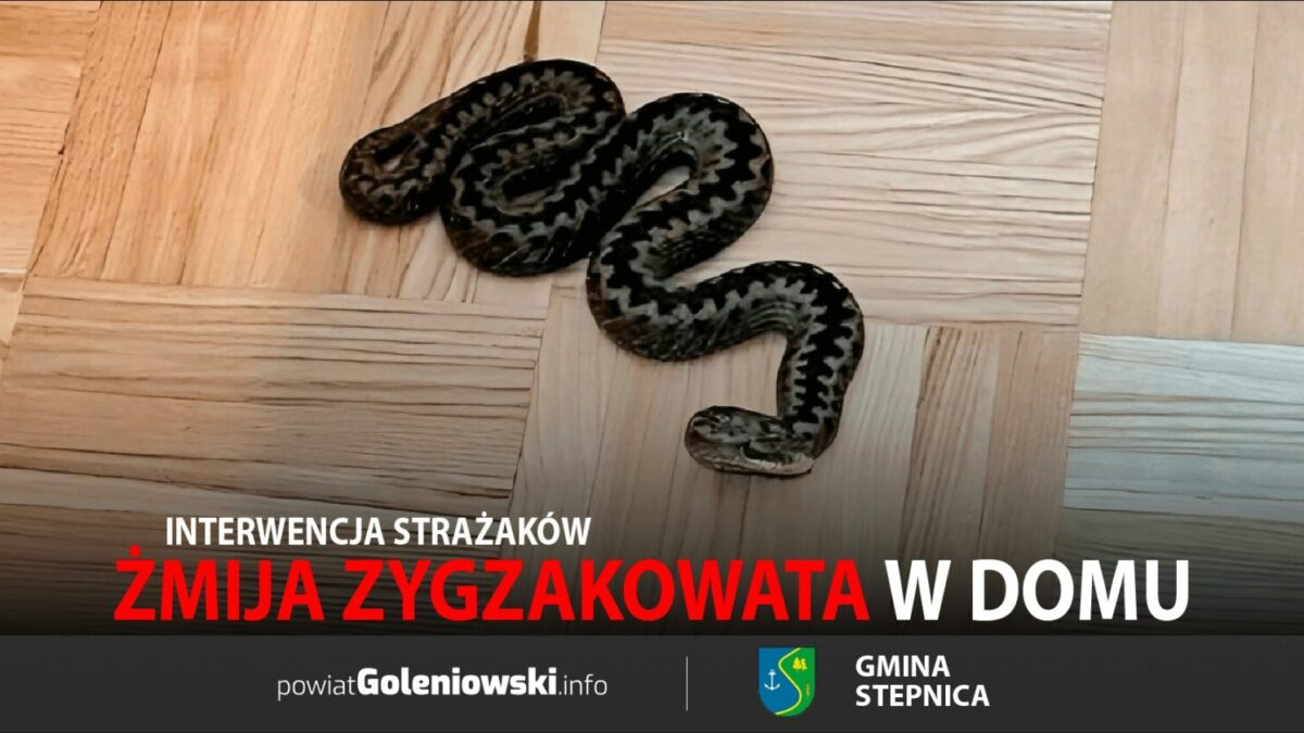 Żmija zygzakowata w domu. Interwencja strażaków
