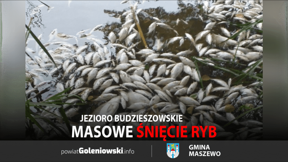 Masowe śnięcie ryb w Jeziorze Budzieszowskim – gmina Maszewo
