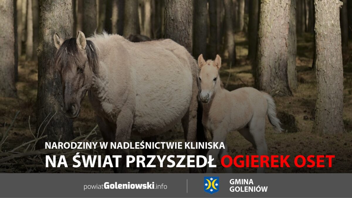 Na&nbsp;świat przyszedł ogierek Oset. Narodziny w&nbsp;Nadleśnictwie Kliniska