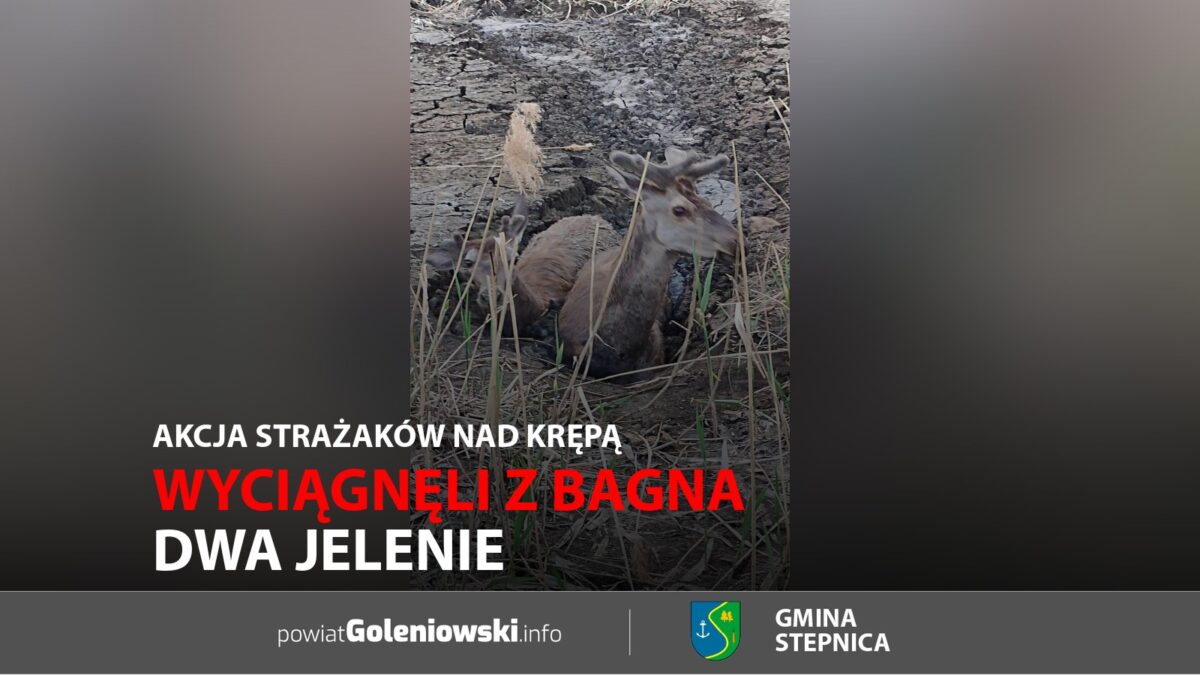 Wyciągnęli z&nbsp;bagna dwa jelenie. Akcja strażaków nad&nbsp;Krępą